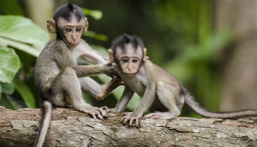 Can monkeys have autism?